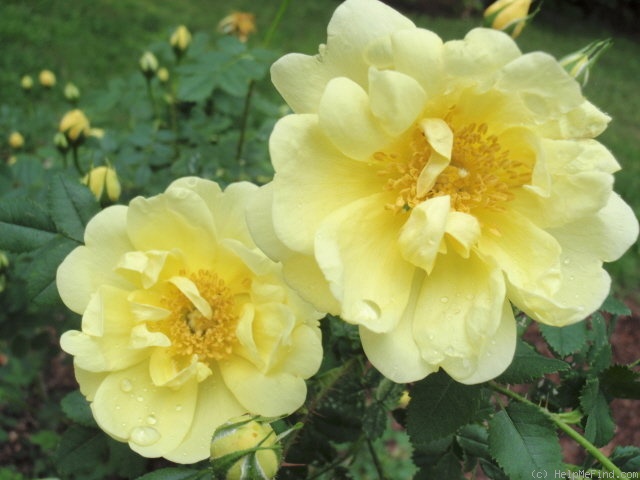 'Williams' Double Yellow' rose photo