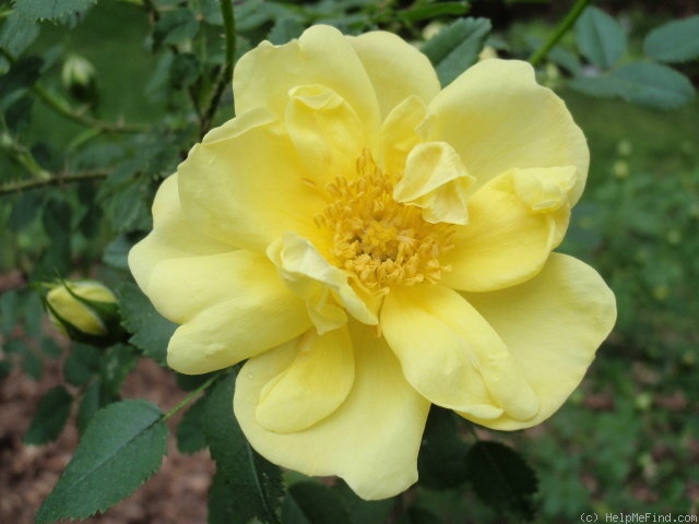'Williams' Double Yellow' rose photo