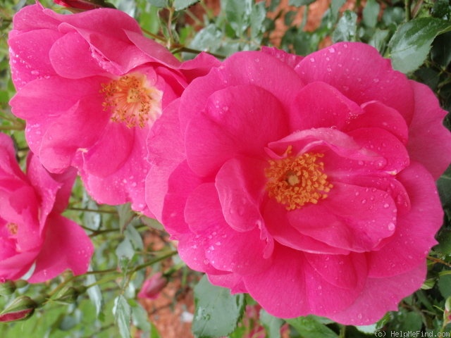 'Frontenac' rose photo