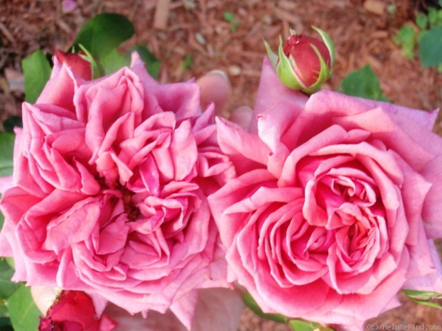 'Curly Pink' rose photo