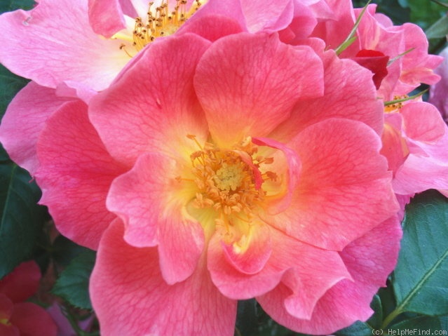 'Rosenstadt Zweibrücken ®' rose photo