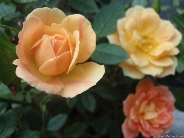 'Sequoia Twist' rose photo
