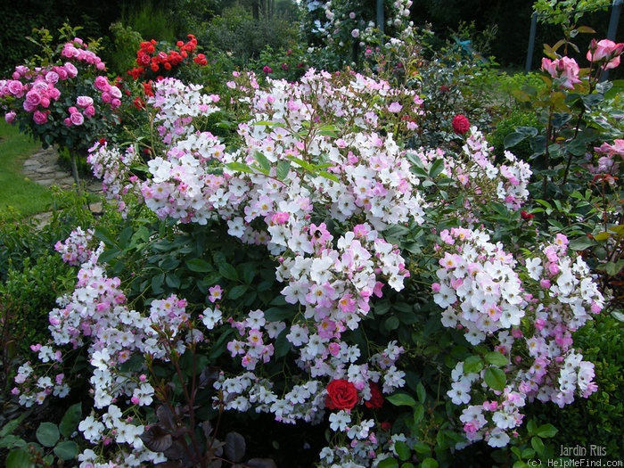 'Ballerina (hybrid musk, Bentall, 1937)' rose photo