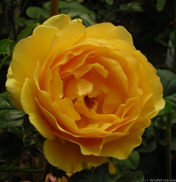 'Amber Queen ® (floribunda, Harkness before 1981)' rose photo
