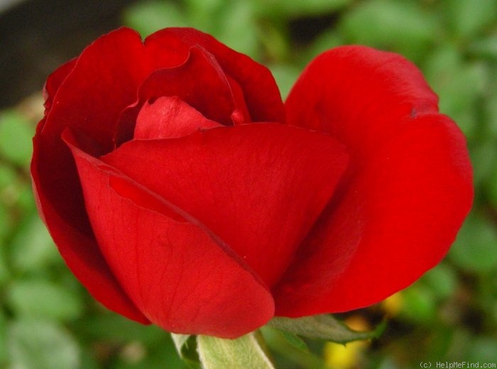 'Angola' rose photo
