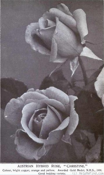'Christine (hybrid tea, McGredy, 1916)' rose photo