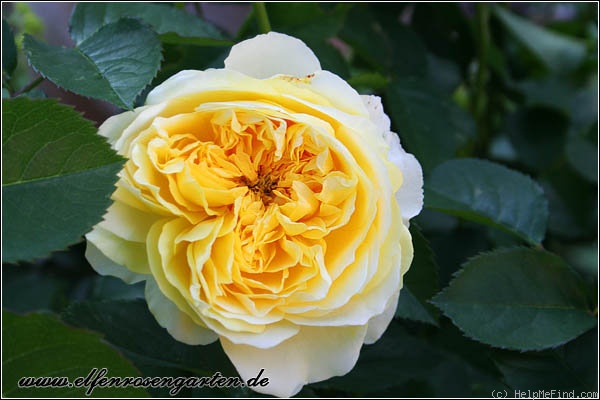 'The Pilgrim ®' rose photo