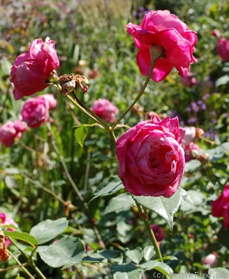 'Comtesse de Leusse' rose photo
