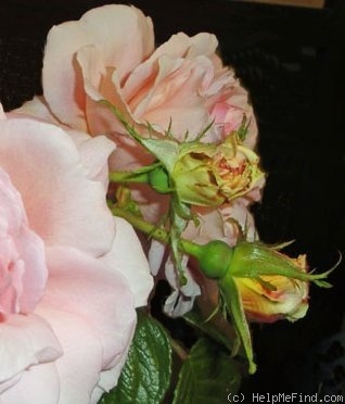 'Vanguard' rose photo