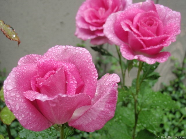'Perfume Perfection' rose photo
