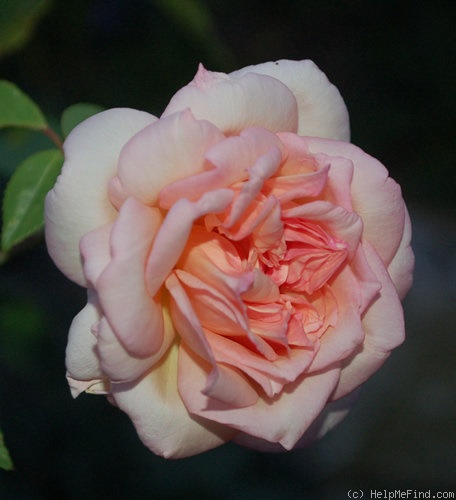 'Dr. Grill' rose photo