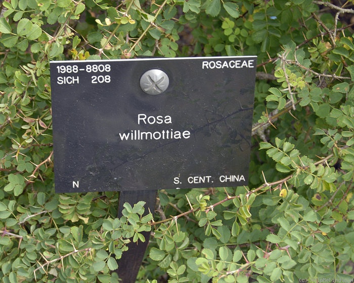 '<i>Rosa willmottiae</i> Hemsl.' rose photo