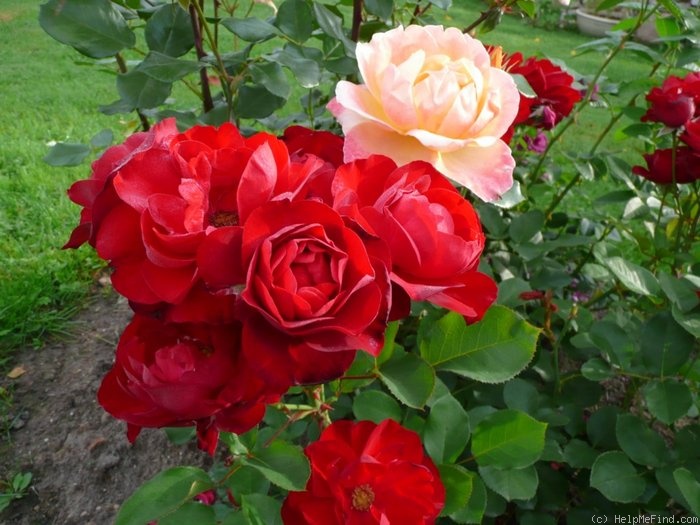 'Lili Marleen' rose photo