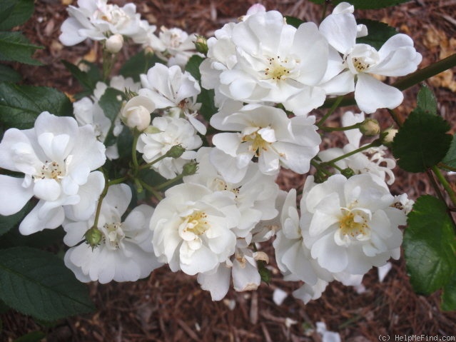 'Gourmet Popcorn' rose photo