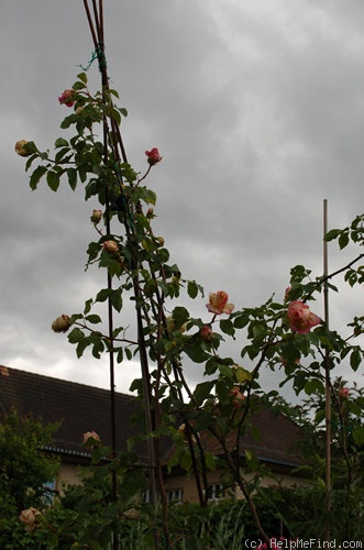 'E. Veyrat Hermanos' rose photo