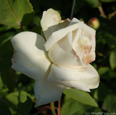 'Fürstin von Pless' rose photo