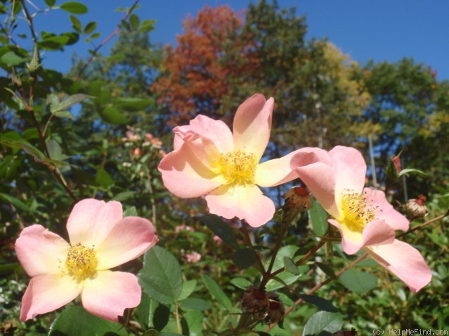 'The Alexandra Rose ™ (shrub, Austin 1992)' rose photo