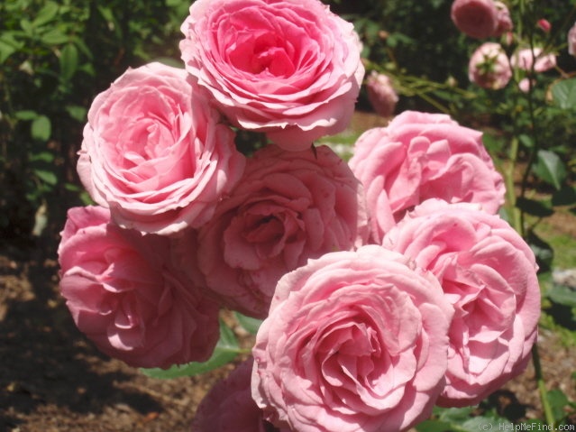 'Pink Rosette' rose photo