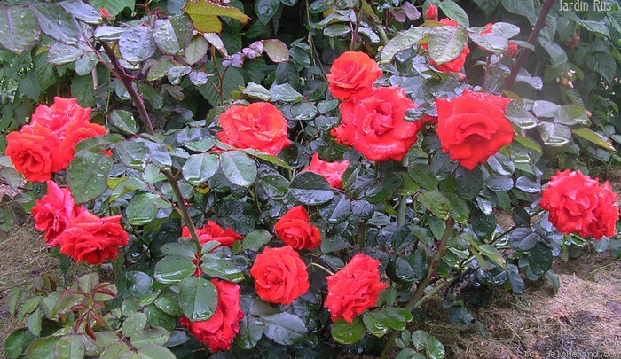 'Tchin-Tchin, Cl.' rose photo