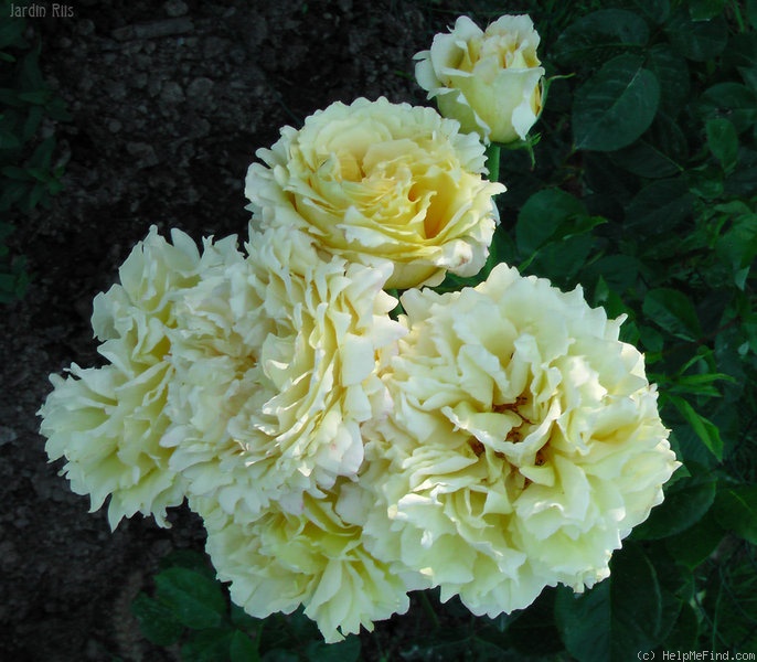 'Cyrano de Bergerac®' rose photo