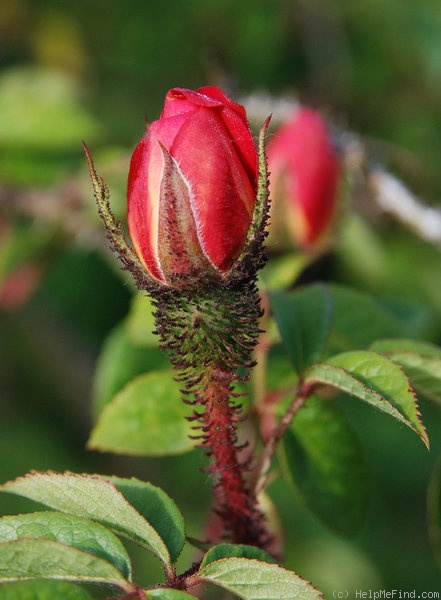 'Nutshop' rose photo