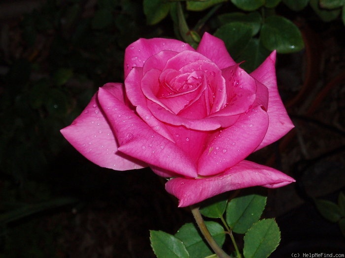 'Old Fragrance' rose photo