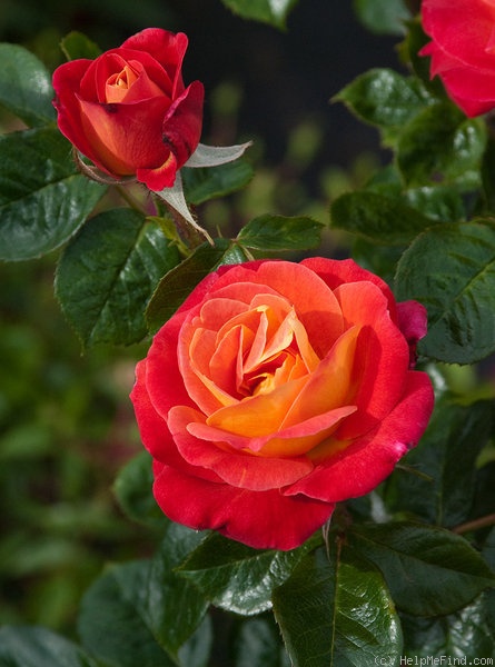 'Dolly's Forever Rose' rose photo