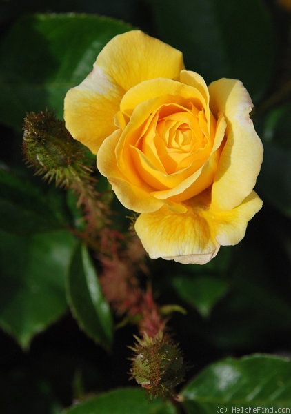'Goldmoss' rose photo
