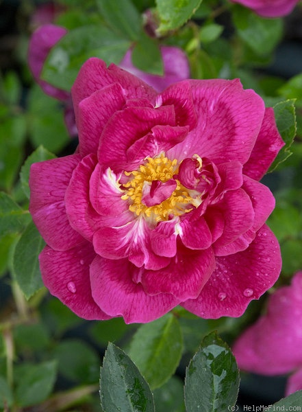 '120-06-02' rose photo