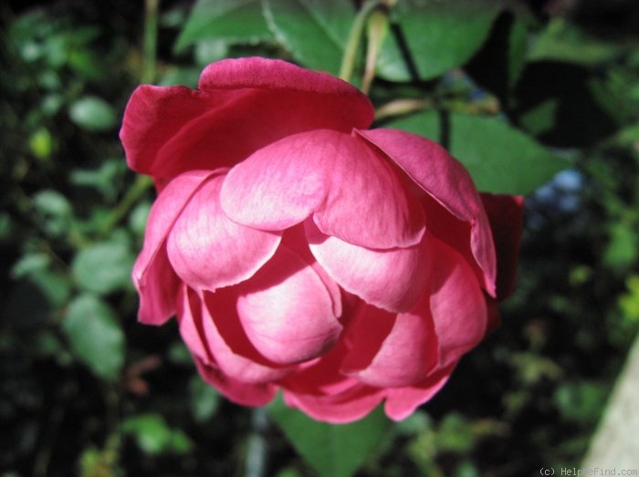 'Louis-Philippe (china, Guérin 1834)' rose photo