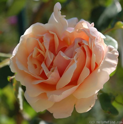 'Gloire de Dijon (Tea Noisette, Jacotot 1850)' rose photo