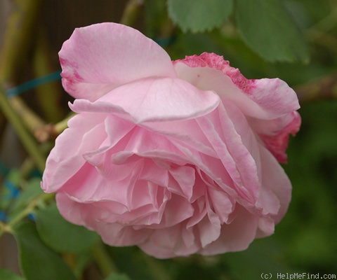 'Gribaldo Nicola' rose photo