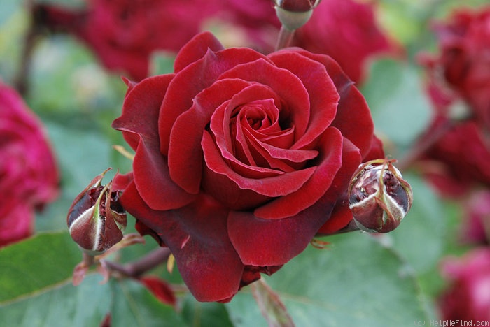 'Roundelay' rose photo