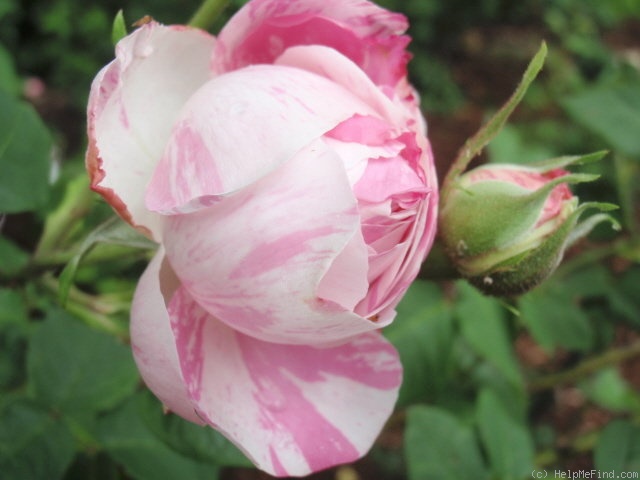 'Centifolia Variegata' rose photo