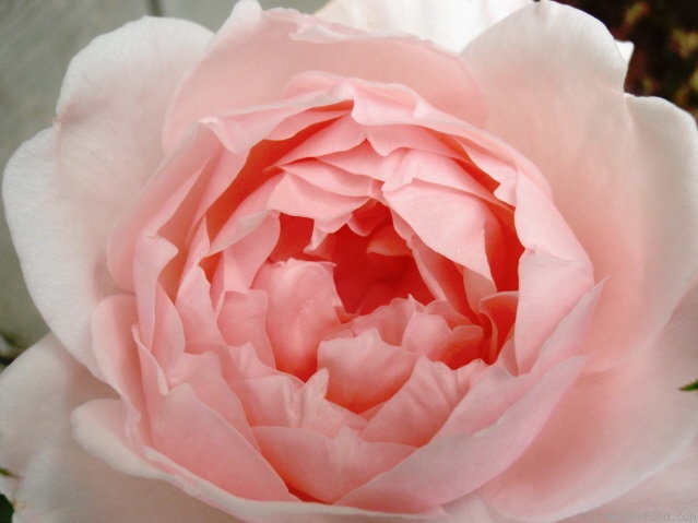 'Chaucer' rose photo
