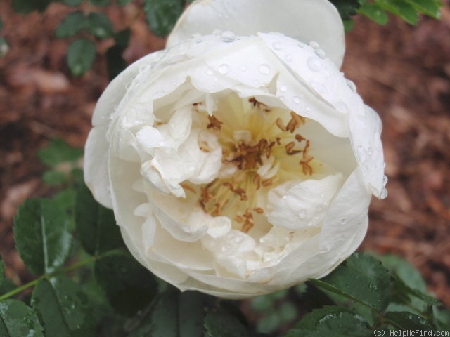 'Double White Scotch' rose photo