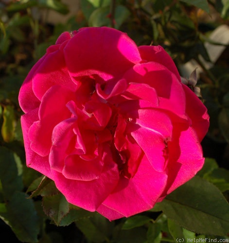 'Hermann Eggers' rose photo
