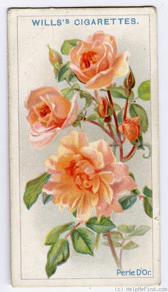 'Perle d'Or (polyantha, Rambaux, 1875)' rose photo