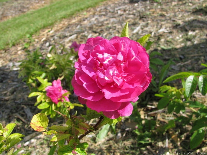 'Aylsham' rose photo