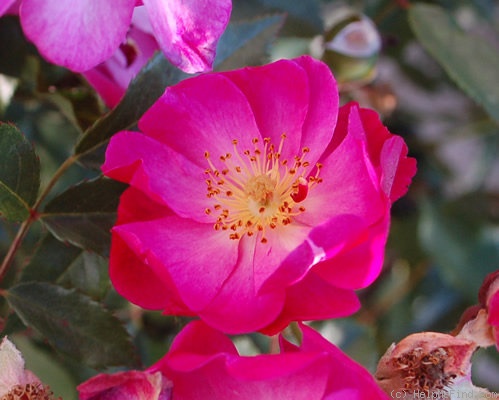 'Lavender Dream' rose photo