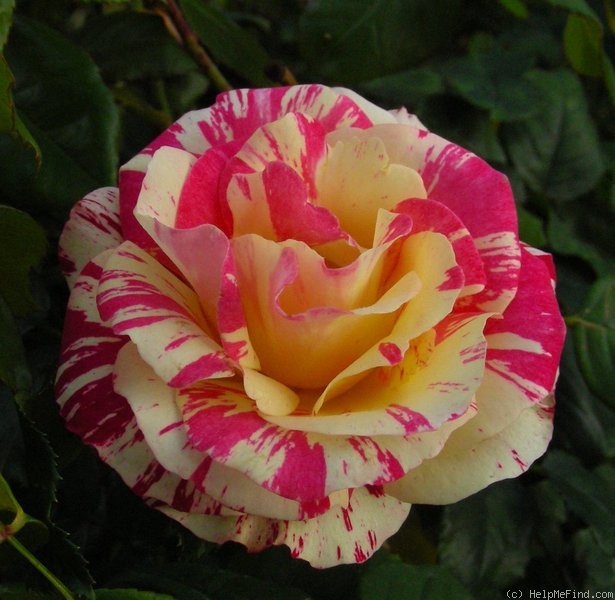 'Crimson Flame' rose photo
