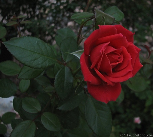 'Rock Star' rose photo