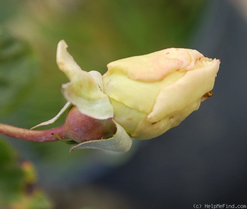 'Maréchal Niel (tea noisette, Castel 1857)' rose photo