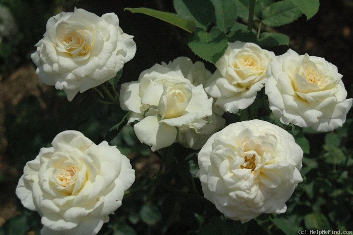 'Wollongong Gold' rose photo
