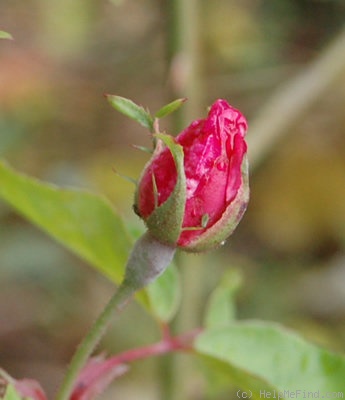'Old Blush' rose photo