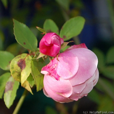 'Old Blush, Cl.' rose photo