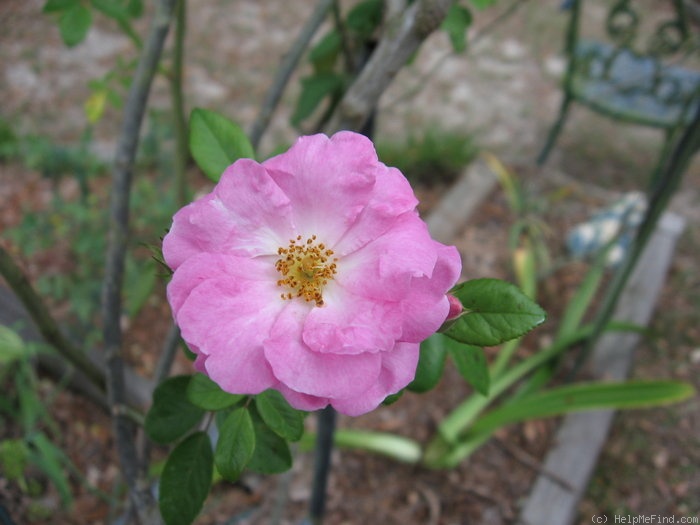 'Tausendschön' rose photo