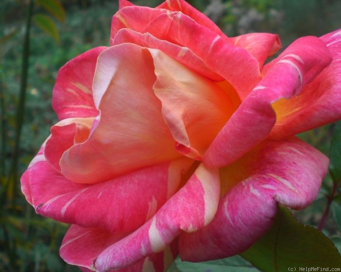 'Ambossfunken' rose photo