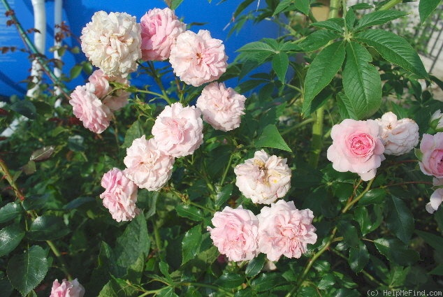 'Larissa ® (floribunda, Kordes, 1998)' rose photo