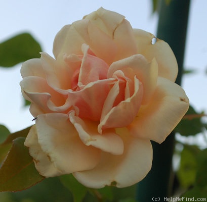 'Rêve d'Or' rose photo